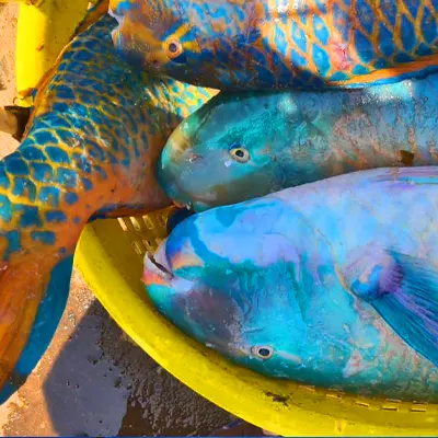 Parrot Fish