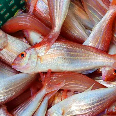 Red Mullet