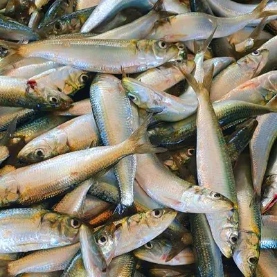 Sardine Fish