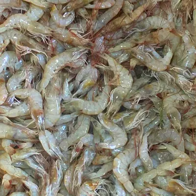 Sea White Shrimp