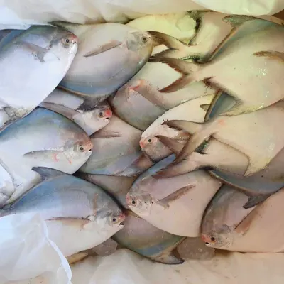 Silver Pomfret