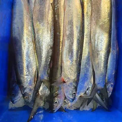 Wolf Herring Fish